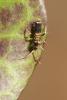 Entomobrya superba